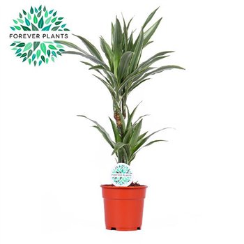 Dracena fragr  der warneckei Warneckei p17 30+10 2 pp 75cm 17cm Q2280