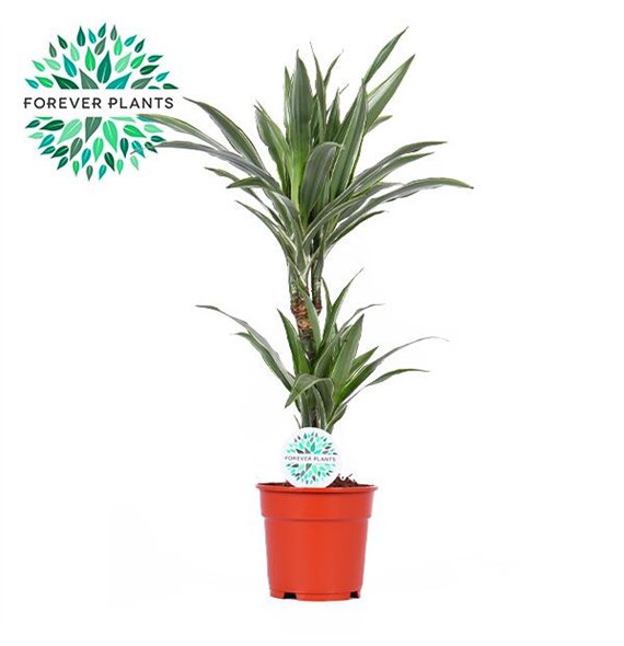 Dracena fragr  der warneckei Warneckei p17 30+10 2 pp 75cm 17cm Q2280