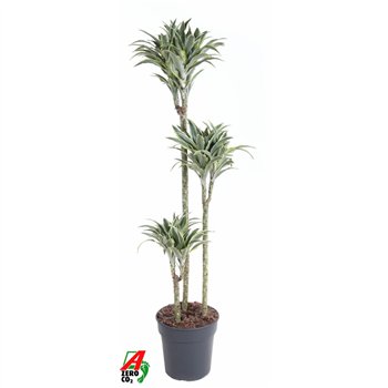 Dracena fragr  compacta surprise Surprise 90-60-303 pp 130cm 24cm Q2282