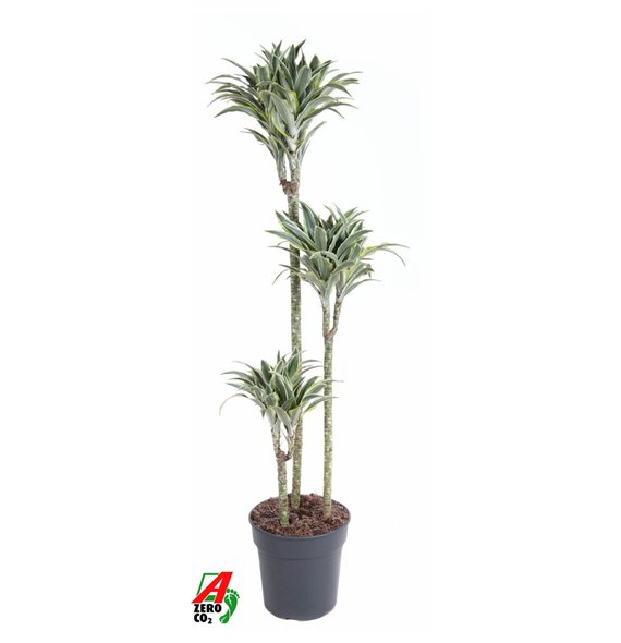 Dracena fragr  compacta surprise Surprise 90-60-303 pp 130cm 24cm Q2282