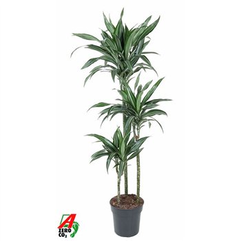 Dracena fragr  der ulises Ulises 90-60-30pp 140cm 24cm Q2283