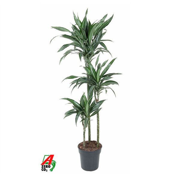Dracena fragr  der ulises Ulises 90-60-30pp 140cm 24cm Q2283