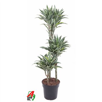 Dracena fragr  compacta surprise Surprise 60-30-153 pp 100cm 21cm Q2284