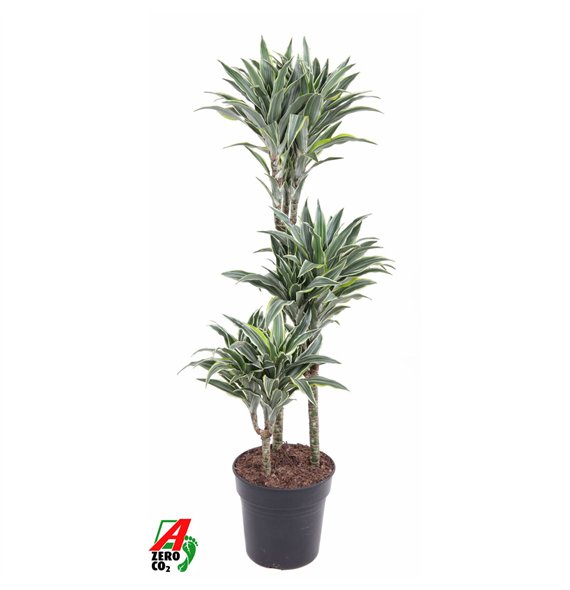 Dracena fragr  compacta surprise Surprise 60-30-153 pp 100cm 21cm Q2284