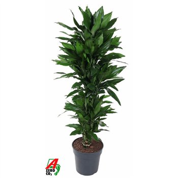 Dracena fragr  janet lind Janet Lind branched P31pp 160cm 31cm Q2285