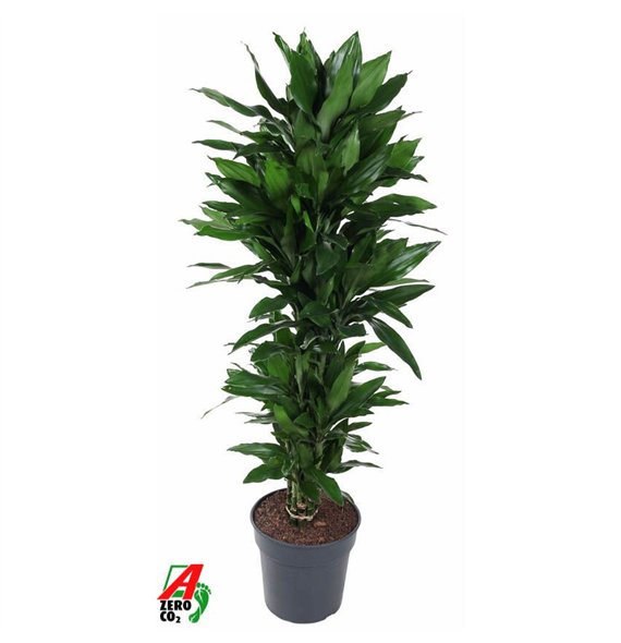 Dracena fragr  janet lind Janet Lind branched P31pp 160cm 31cm Q2285