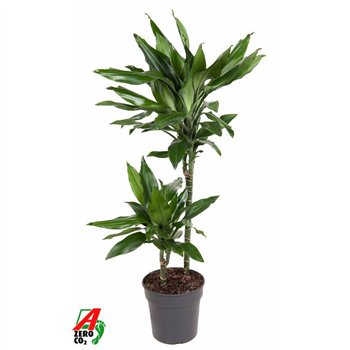 Dracena fragr  janet lind Janet Lind 45-15pp 100cm 19cm Q2286