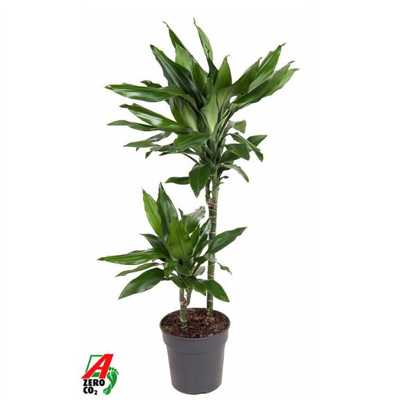 Dracena fragr  janet lind Janet Lind 45-15pp 100cm 19cm Q2286
