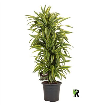 Dracena fragr  der lemon lime Lemon Lime branched 1 pp 145cm 32cm Q2287
