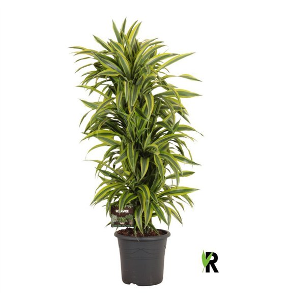Dracena fragr  der lemon lime Lemon Lime branched 1 pp 145cm 32cm Q2287