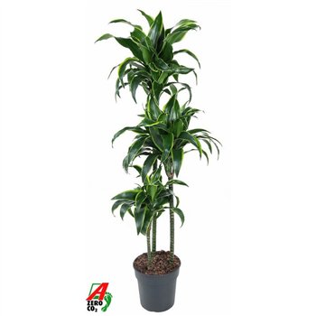 Dracena fragr  compacta dorado Dorado 90-60-30pp 140cm 24cm Q2289