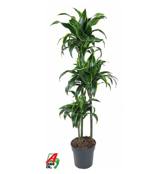 Dracena fragr  compacta dorado Dorado 90-60-30pp 140cm 24cm Q2289