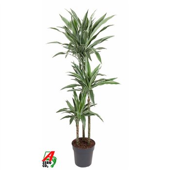Dracena fragr  der warneckei Warneckei 90-60-30pp 140cm 24cm Q2291