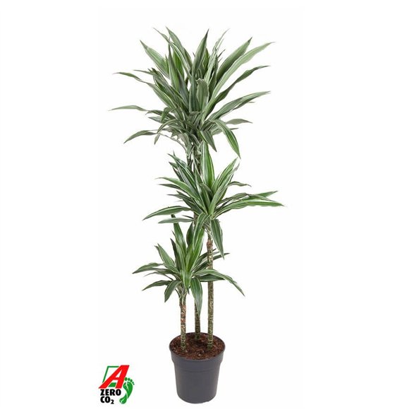 Dracena fragr  der warneckei Warneckei 90-60-30pp 140cm 24cm Q2291