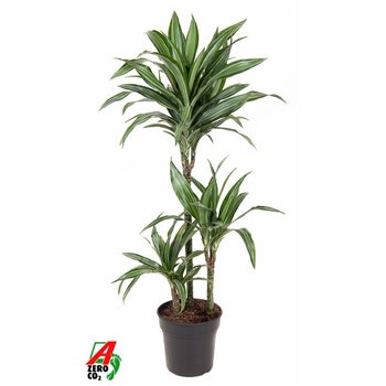 Dracena fragr  der ulises Ulises 60-30-153 pp 110cm 21cm Q2292