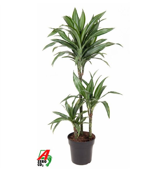 Dracena fragr  der ulises Ulises 60-30-153 pp 110cm 21cm Q2292
