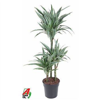 Dracena fragr  der warneckei Warneckei 60-30-15pp 110cm 21cm Q2293