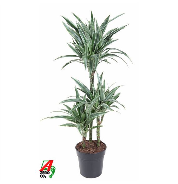 Dracena fragr  der warneckei Warneckei 60-30-15pp 110cm 21cm Q2293