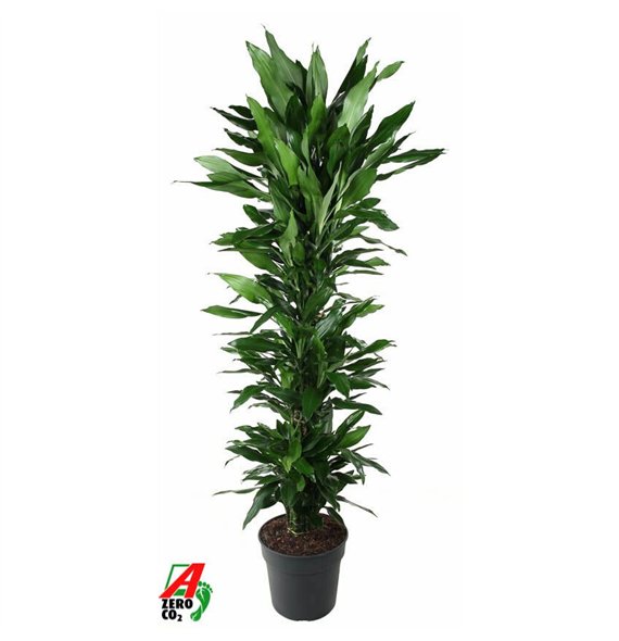 Dracena fragr  janet lind Janet Lind branched P34pp 180cm 34cm Q2294