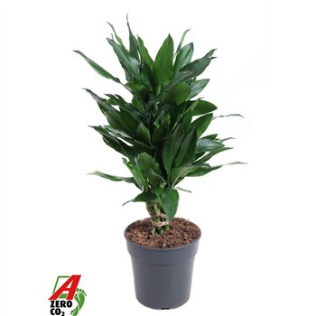 Dracena fragr  janet lind Janet Lind branched P21pp 90cm 21cm Q2295