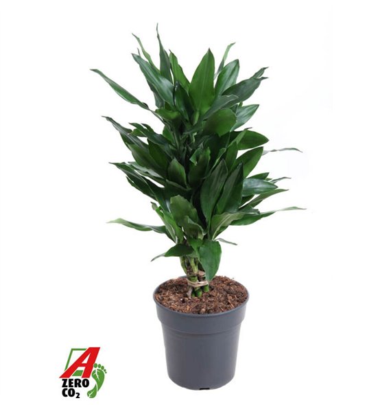 Dracena fragr  janet lind Janet Lind branched P21pp 90cm 21cm Q2295