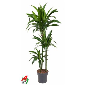 Dracena fragr  janet craig Janet Craig 90-60-303 pp 140cm 24cm Q2297