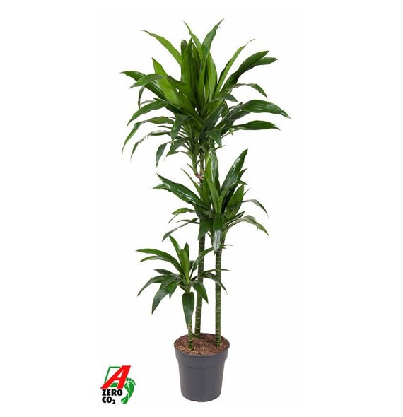 Dracena fragr  janet craig Janet Craig 90-60-303 pp 140cm 24cm Q2297