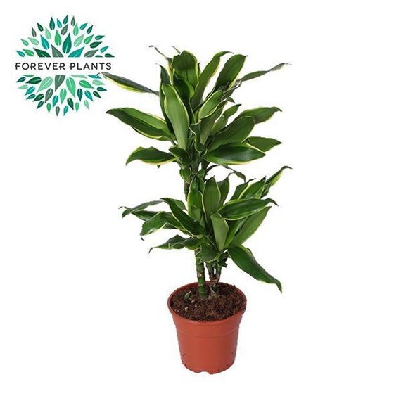 Dracena fragr  golden coast Golden Coast p17 30-10 2 pp 75cm 17cm Q2298