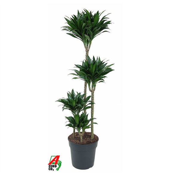 Dracena fragr  compacta Compacta 90-60-30-15pp 130cm 27cm Q2299