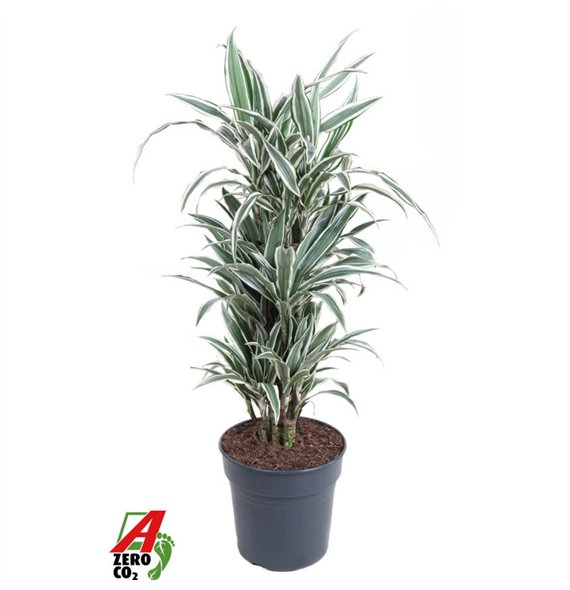 Dracena fragr  der white stripe White Stripe branched P271 pp 110cm 27cm Q2300