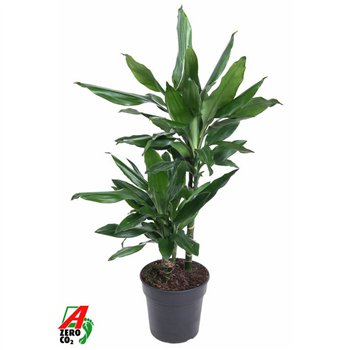 Dracena frag  der janet lind Janet Lind 30-102 pp 70cm 19cm Q2301