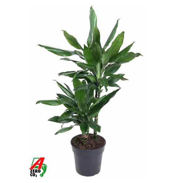 Dracena frag  der janet lind Janet Lind 30-102 pp 70cm 19cm Q2301