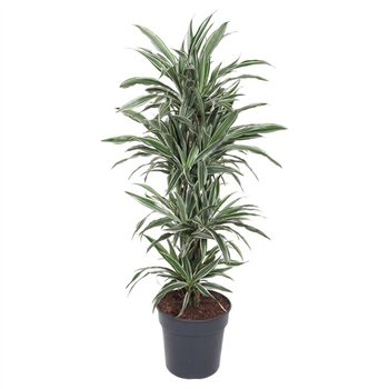 Dracena fragr  der white stripe White Stripe branched P31pp 140cm 31cm Q2302
