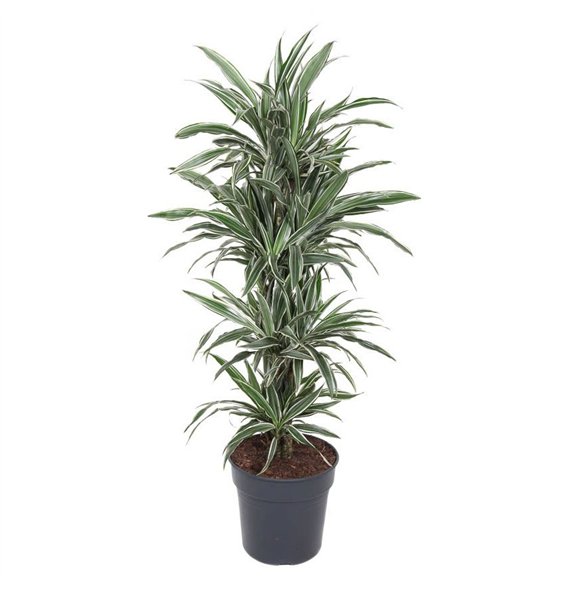 Dracena fragr  der white stripe White Stripe branched P31pp 140cm 31cm Q2302