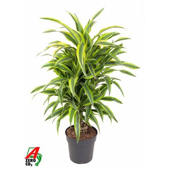 Dracena fragr  der lemon lime Lemon Lime branched P24pp 90cm 24cm Q2303