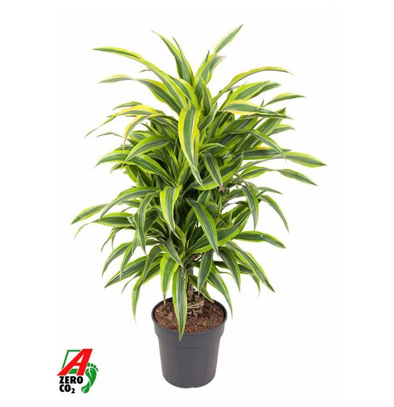 Dracena fragr  der lemon lime Lemon Lime branched P24pp 90cm 24cm Q2303