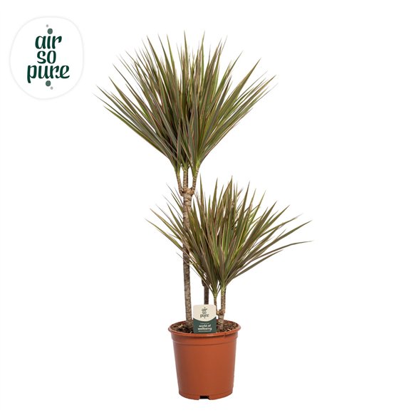 Dracena marg  bicolor Bicolor p21 45+15+10 (Air so Pure) 3 pp 90cm 21cm Q2304
