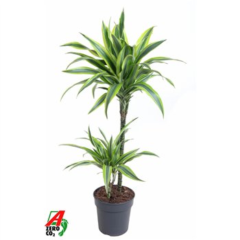 Dracena fragr  der lemon lime Lemon Lime 45-15pp 100cm 19cm Q2306