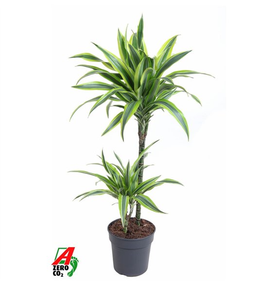 Dracena fragr  der lemon lime Lemon Lime 45-15pp 100cm 19cm Q2306