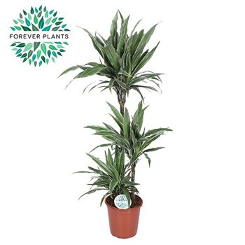 Dracena fragr  der warneckei Warneckei p24 75+30+10 3 pp 125cm 24cm Q2310