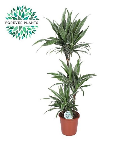 Dracena fragr  der warneckei Warneckei p24 75+30+10 3 pp 125cm 24cm Q2310