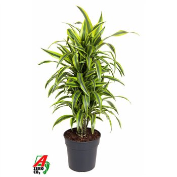 Dracena fragr  der lemon lime Lemon Lime branched P27pp 110cm 27cm Q2313