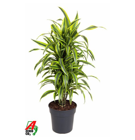 Dracena fragr  der lemon lime Lemon Lime branched P27pp 110cm 27cm Q2313