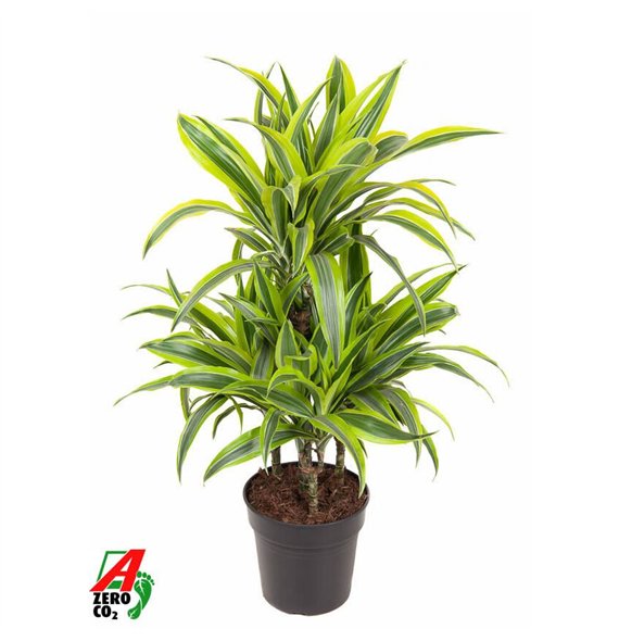 Dracena fragr  der lemon lime Lemon Lime 45-carrousel4 pp 80cm 21cm Q2314