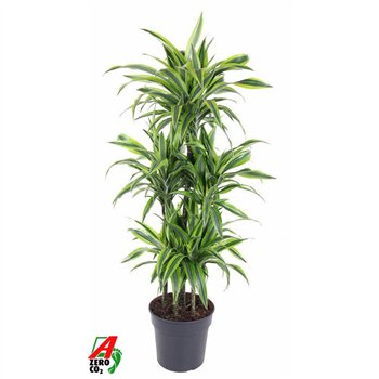 Dracena fragr  der lemon lime Lemon Lime 90-carrousel6 pp 150cm 31cm Q2315