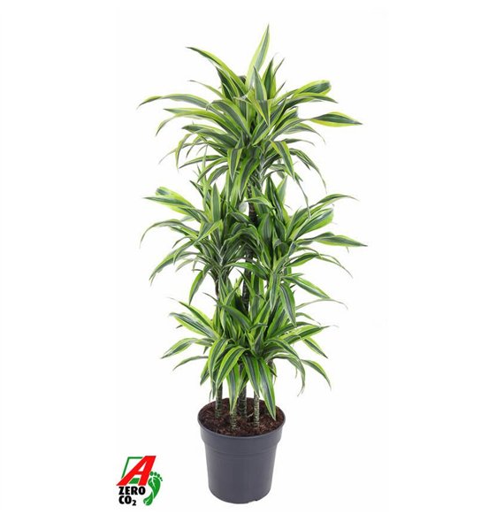 Dracena fragr  der lemon lime Lemon Lime 90-carrousel6 pp 150cm 31cm Q2315