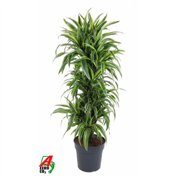 Dracena fragr  der lemon lime Lemon Lime branched P31pp 140cm 31cm Q2316