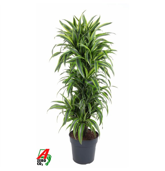 Dracena fragr  der lemon lime Lemon Lime branched P31pp 140cm 31cm Q2316