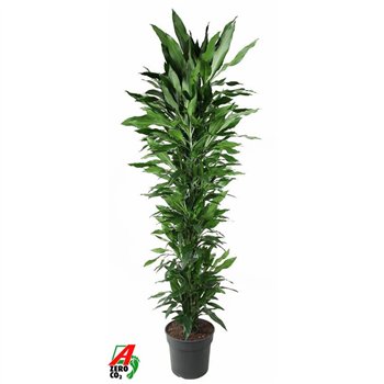 Dracena frag  der janet lind Janet Lind branched P401 pp 220cm 40cm Q2317