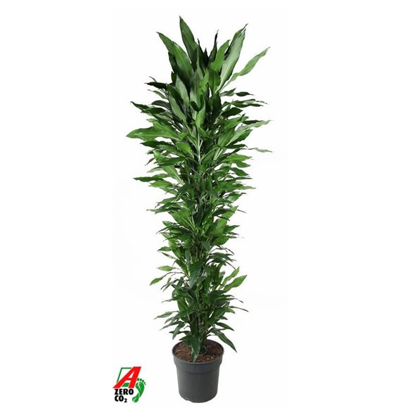 Dracena frag  der janet lind Janet Lind branched P401 pp 220cm 40cm Q2317